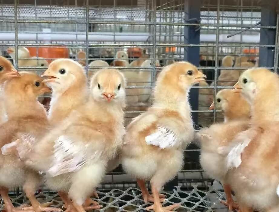 Chicken Farming Equipment